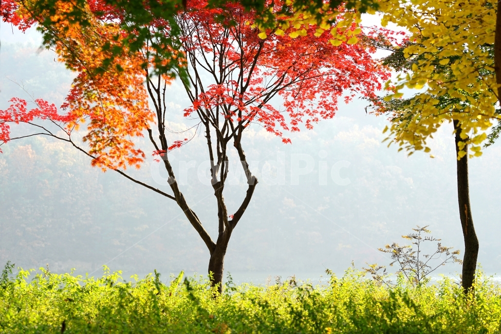 남이섬,가을,가을ㄱ이미지,단풍,단풍나무,가을,계절,fall,autumn,season,자연,풍경,nature,landscape,plant,식물,leaf,잎,tree,나무