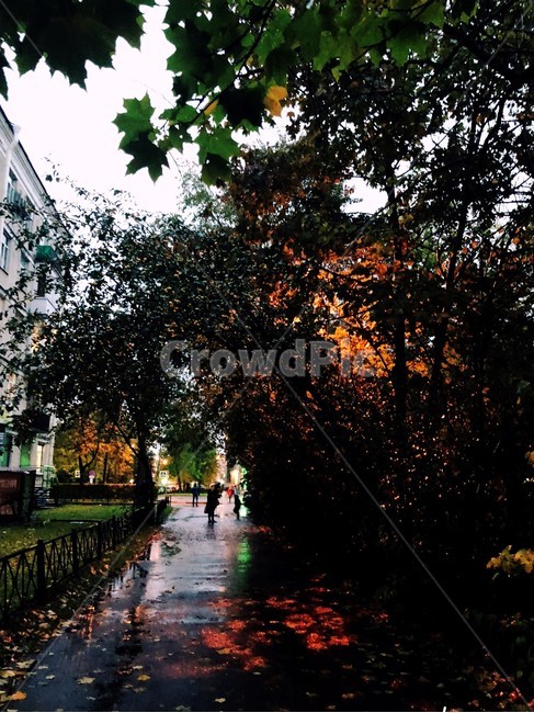rain,autumn,가을비,나무,불빛