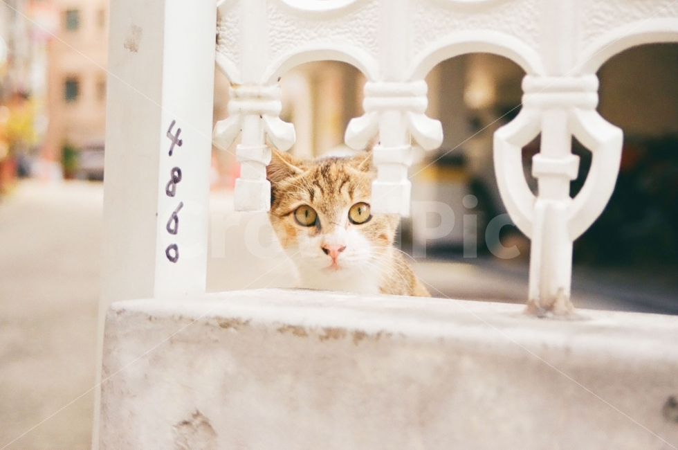 고양이,동물,포유류,cat,kitten,animal,표정,감정,emotion,동물,animal,포유류,mammal,고양이,cat,kitten,kitty,감성,sensible,feeling