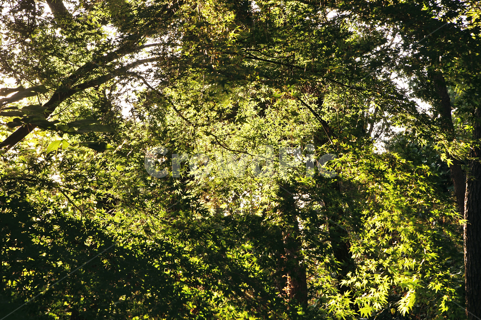나뭇잎,나무,잎새,햇살,자연,초록,숲,자연,풍경,nature,landscape,식물,plants,나무,trees,wood