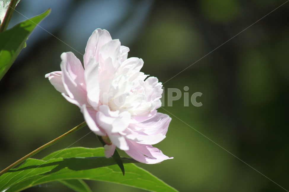 작약,꽃,봄,한송이,peonyroot