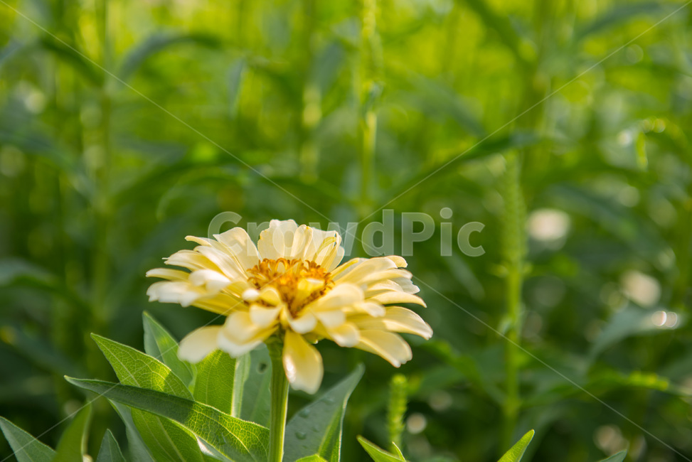 꽃,들꽃,화사함,여름,생기,식물,자연,plants,nature,꽃,flower