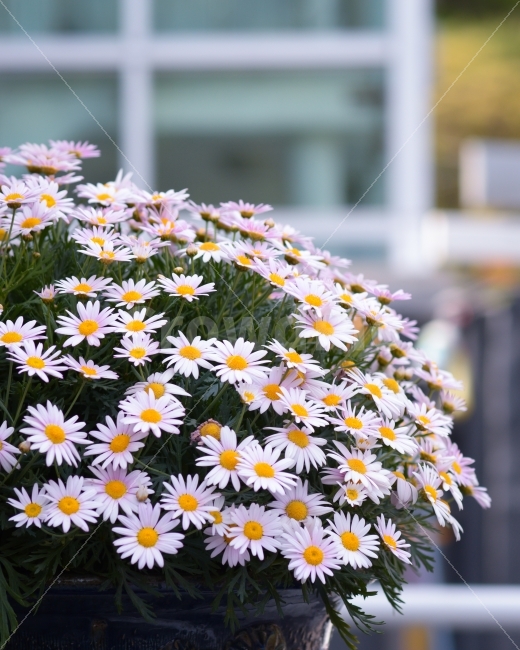 꽃,자연,화분,카페,편안함,파스텔,flowers,flower,nature,cafe,comfort,comfortable,pastel,flowerpot,식물,자연,plants,nature,꽃,flower