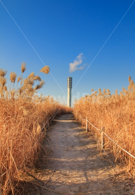 	갈대,억새,하늘공원,풍경,경치,갈대밭,억새밭,가을,겨울,파란,하늘,청명한,맑은,자연,공원,생태,생태공원,환경,도심공원,축제,월드컵공원,상암동,난지도,에코,친환경,길,텅빈,조용한,평화로운,한산한,계절,고요한,배경,부드러운,소프트한,햇빛,감성,감성사진,굴뚝,연기,산업,공장,발전소,자연,풍경,nature,landscape,가을,계절,fall,autumn,season,grass,잔디,plant,식물,ditch,도랑