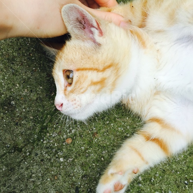 고양이,반려묘,애완동물,cat,animal,pet,동물,animal,포유류,mammal,고양이,cat,kitten,kitty