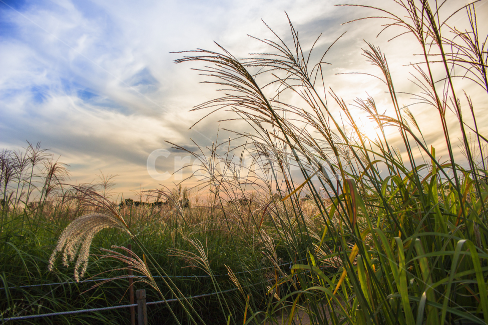 grass,plant,식물,lawn,잔디,갈대,reed,노을,sunset