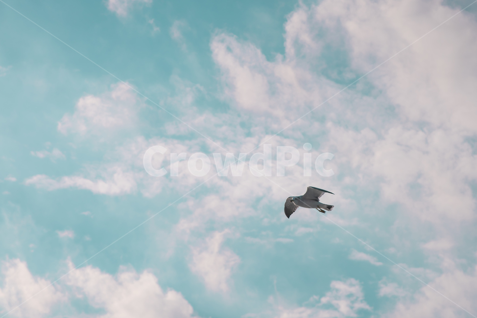 갈매기,구름,하늘,풍경,배경화면,sky,landscape,blue,cloud,동물,animal,조류,새,birds