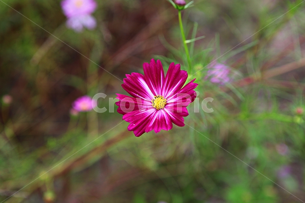 코스모스,꽃,꽃잎,가을꽃,가을,공원,잎,꽃밭,자연,식물,가을,계절,fall,autumn,season,식물,자연,plants,nature,꽃,flower,plant
