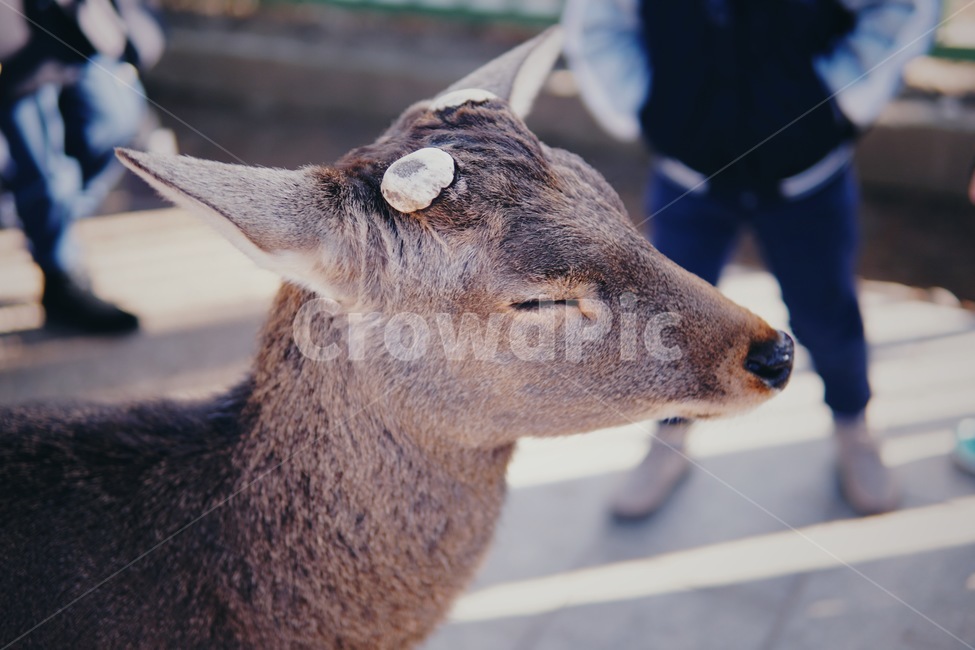 동물,사슴,뿔,잘린,감은,closed,deer,horn,antler,cut,eye,차분한,명상,잠,sleep,calm,meditation,animal,wildlife,공원,생태계,동물,animal,포유류,mammal