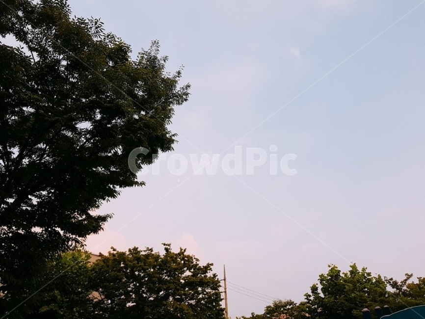 나무,하늘,날씨,맑음,낮,풍경,tree,sky,sunny