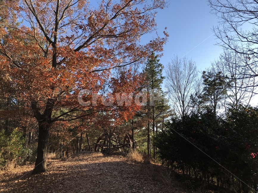 plant,식물,tree,나무,숲길,산책로,맑음,겨울,winter