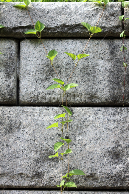 넝쿨,덩굴,돌담,벽,wall,덩굴식물,잎사귀,식물,자연,plants,nature