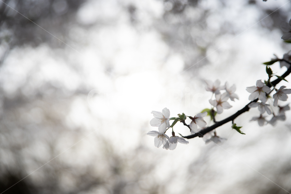 봄,spring,벗꽃,cherrytree,서울,korea,송파,식물,자연,plants,nature,꽃,flower