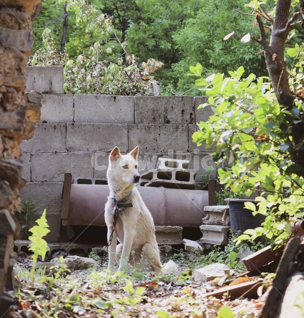 개,강아지,시골강아지,시골개,시골,동물,animal,포유류,mammal,개,강아지,dog,doggy