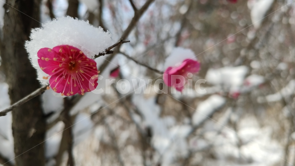 홍매화,매화,매화꽃,붉은매화꽃,홍매,자장매,설중매,plant,식물,flower,blossom,꽃,식물,자연,plants,nature,꽃,flower