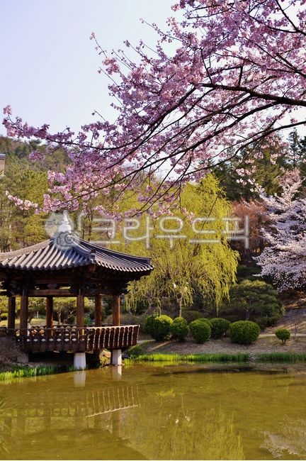spring,pond,cherry blossoms,flowers,plants,Bomunjeong,trees,Gyeongju,flower