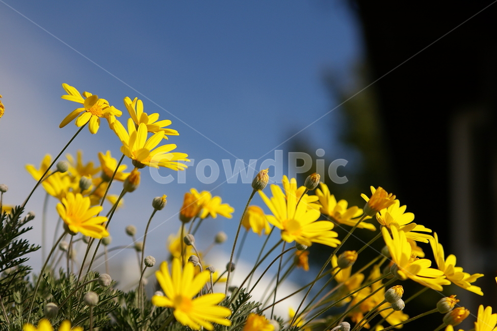 꽃,노랑꽃,yellow,하늘,sky,들꽃,꽃다발,꽃봉오리,flower,식물,자연,plants,nature,꽃,flower