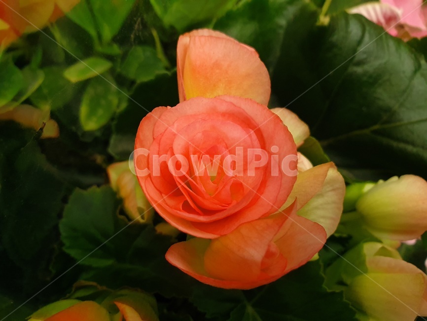 blossom,rose,장미,plant,식물,flower,꽃,다홍색,beautiful,leaves,식물,자연,plants,nature