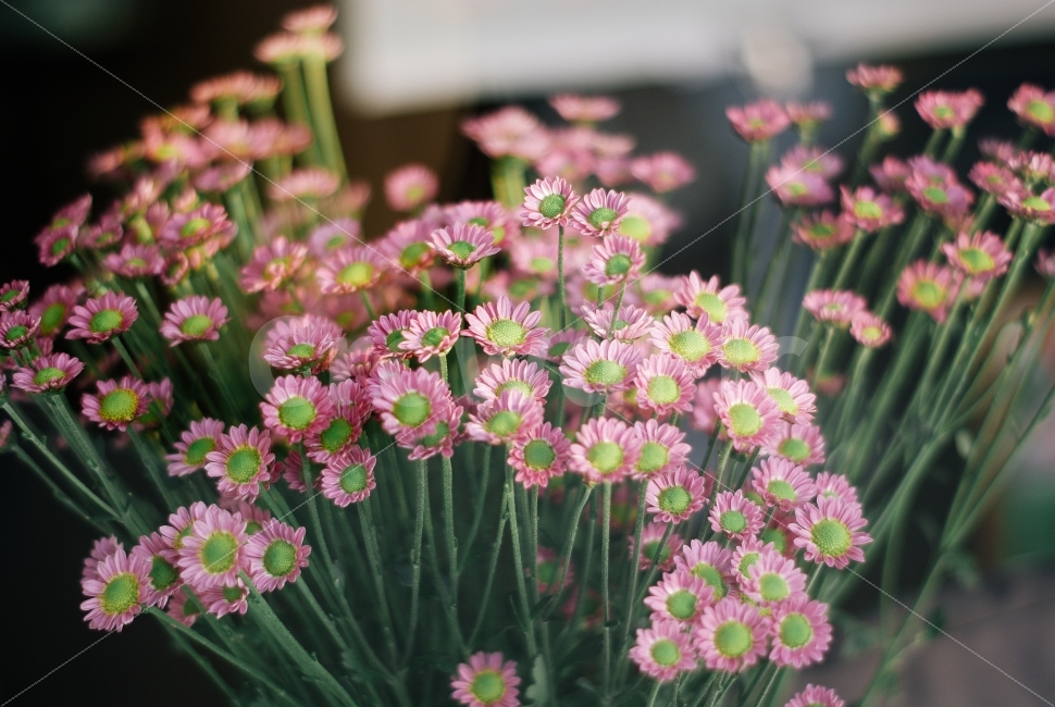 식물,꽃,분홍,사진,감성,식물,자연,plants,nature,꽃,flower