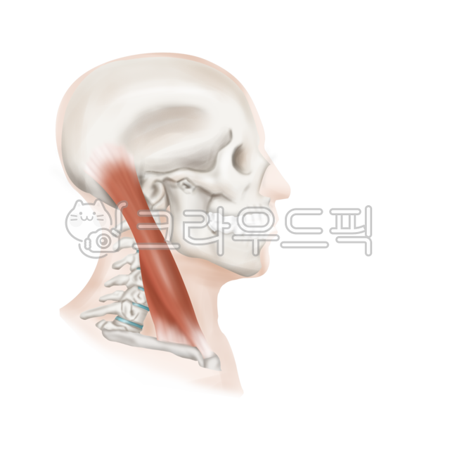 normal,cervical spine,anatomy,posture,Anatomy,medical illustration