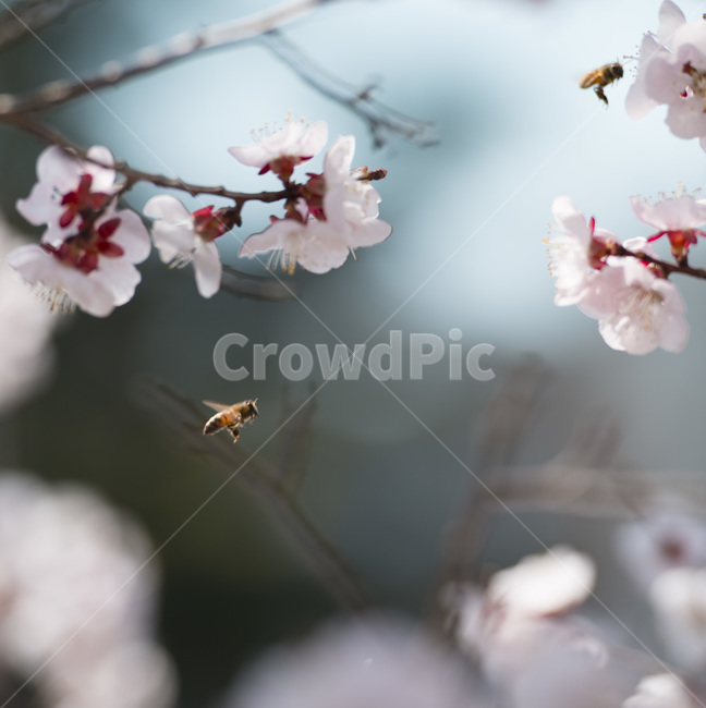 벌,벚꽃,꿀벌,날갯짓,plant,식물,flower,blossom