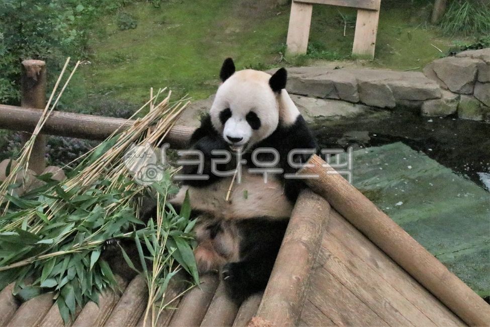 panda,Everland,panda bear,Panda,baby panda,fubao,animal,Zoo,baby animals