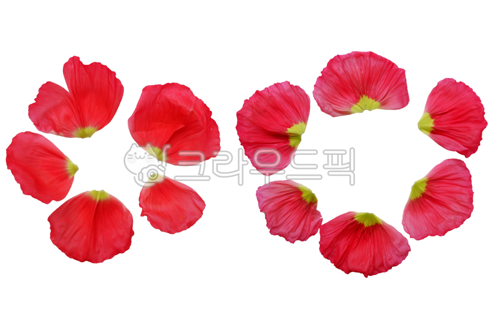 Nukki,nature,flowe,png,Material,flower,Red,petal,plant,petal fly