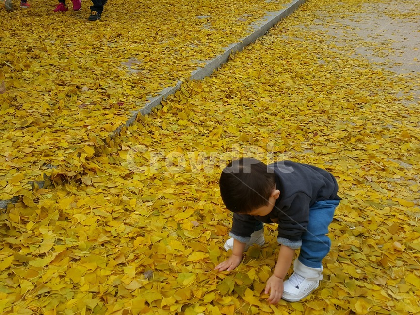 가을,은행잎,노란색,yellow,어린이,낙엽,계절