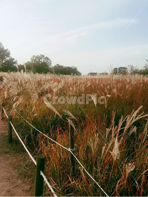 하늘공원,억새축제,억새,갈대,가을하늘,자연,가을,계절,fall,autumn,season,식물,자연,plants,nature,grass,잔디,plant
