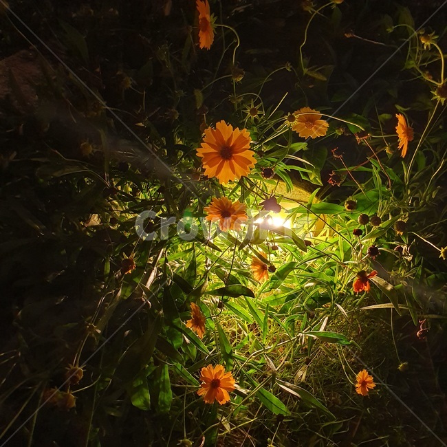 꽃,낙산공원,야경,저녁꽃,가을,식물,식물,자연,plants,nature