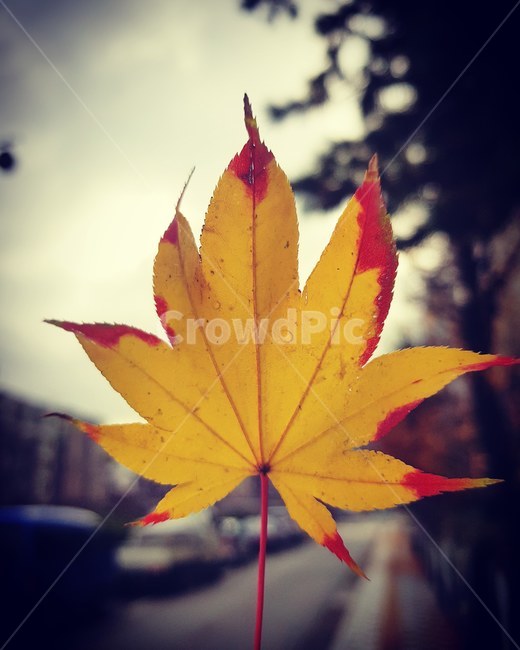 단풍잎,나뭇잎,색감,색상,가을,가을,계절,fall,autumn,season,leaf,잎,plant,식물,tree,나무