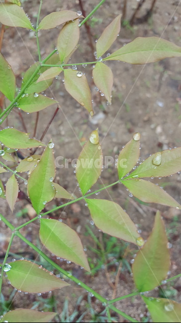 비,빗방울,숲,힐링,자연,잎사귀,식물,자연,plants,nature