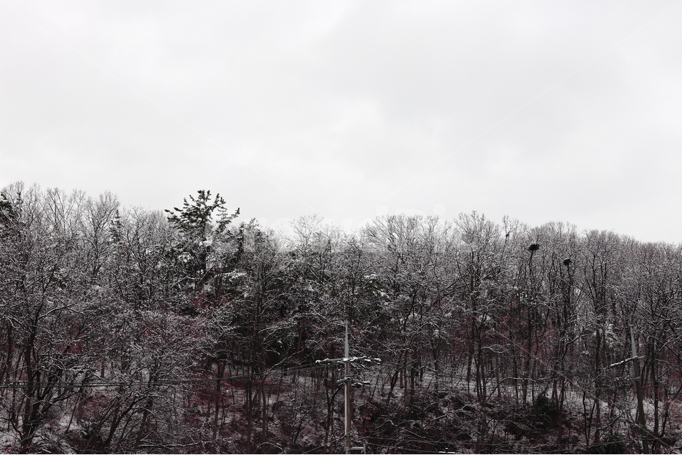눈,날씨,산,풍경,눈꽃,겨울,봄,대구,나무,자연,경치,snow,mountain,겨울,계절,winter,season,자연,풍경,nature,landscape,tree,plant,식물