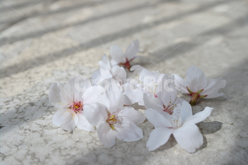 벚꽃,꽃,봄,spring,cherryblossoms