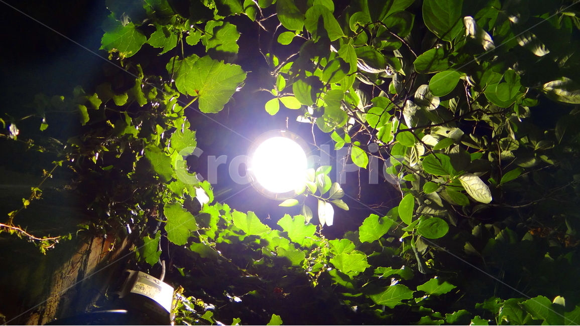 빛,밤,조명,나뭇잎,초록,식물,나무,밤거리,감성,light,night,leaf,green,trees,emotion,야경,밤,풍경,nightscape,night,landscape,식물,자연,plants,nature,flare,플레어