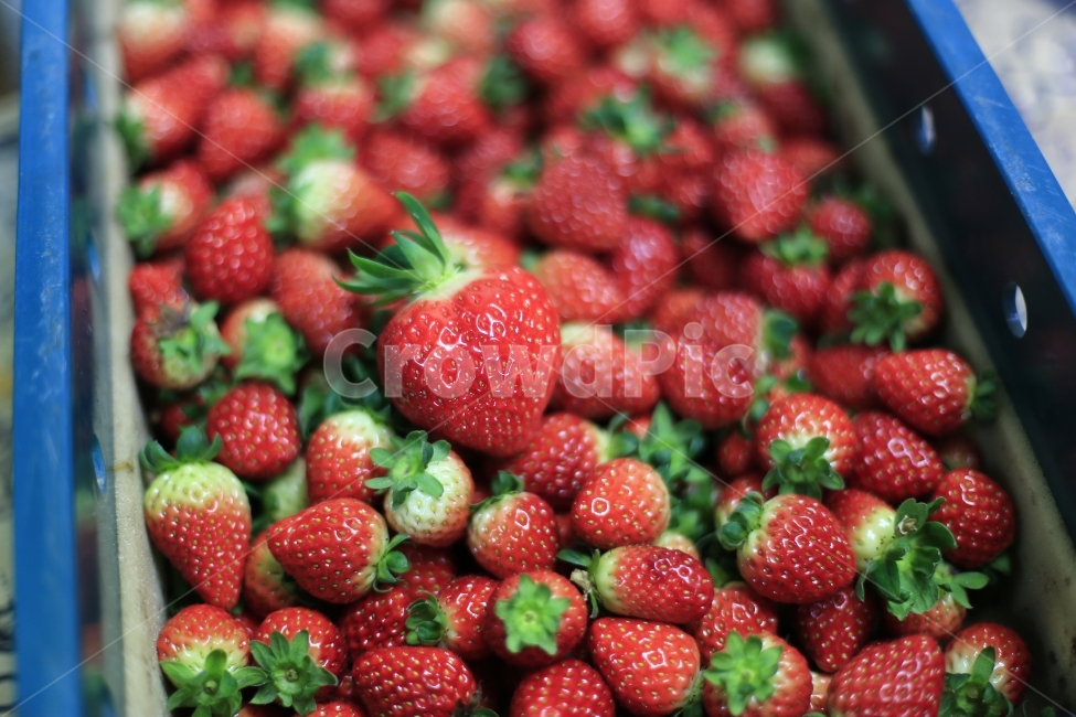 딸기,과일,열매,빨강,fruit,strawberry,nature,red,과실,농장,농작물,빨간,빨강색,맛있는,맛있다,싱싱한,음식,식재료,요리,food,cook,meal,dishes,food reserves,과일,열매,fruit,채소,야채,vegetables
