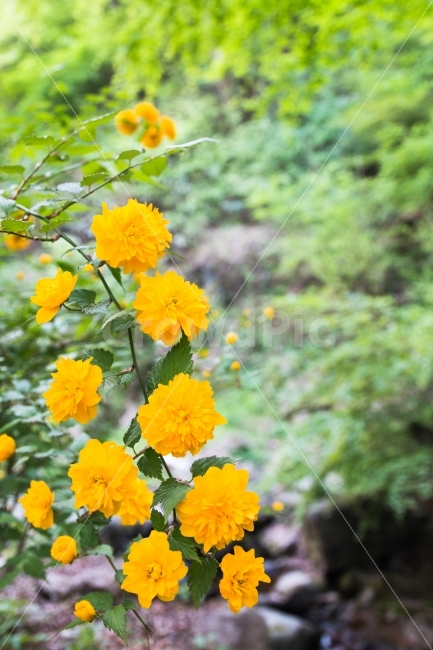 풍경,꽃,산,봄,여름,노랑,식물,자연,plants,nature,꽃,flower