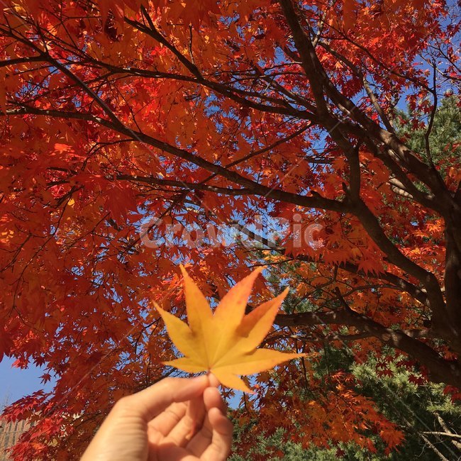 가을,단풍,단풍잎,나무,fall,autumn