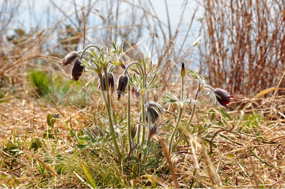 할미꽃,식물,자연,꽃,봄,식물,자연,plants,nature,꽃,flower