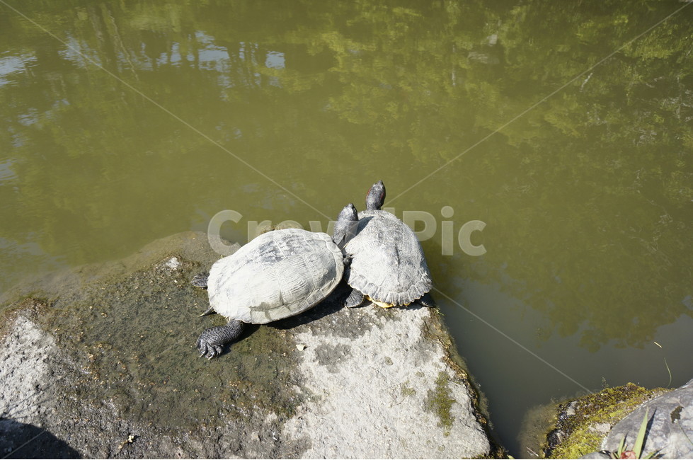 거북이,연못,청수사,turtle,pond,동물,animal