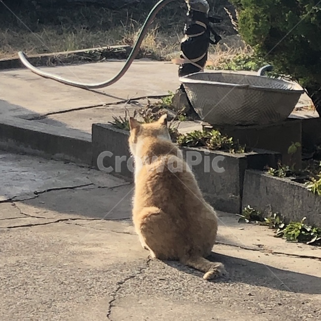 고양이,길고양이,뒷모습,그림자,앉아있는모습