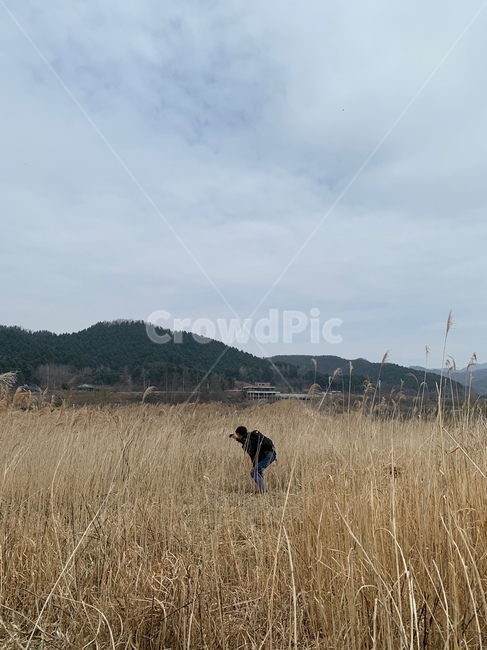 갈대,자연,작가,식물,plant