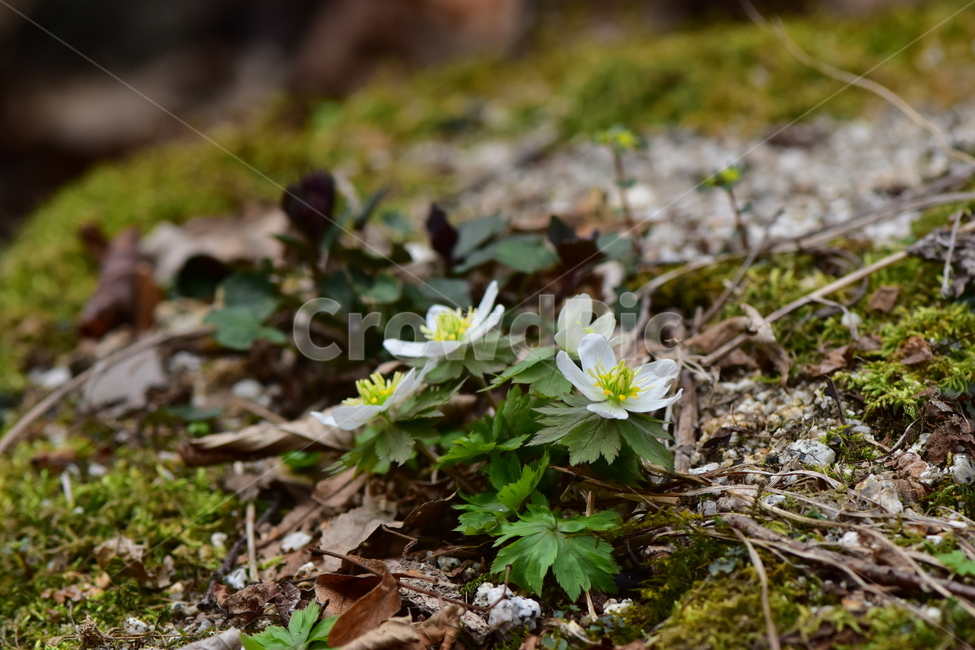 모데미풀,야생화,봄,꽃,풀꽃,자연,식물,식생,plants,nature,spring,season,flower