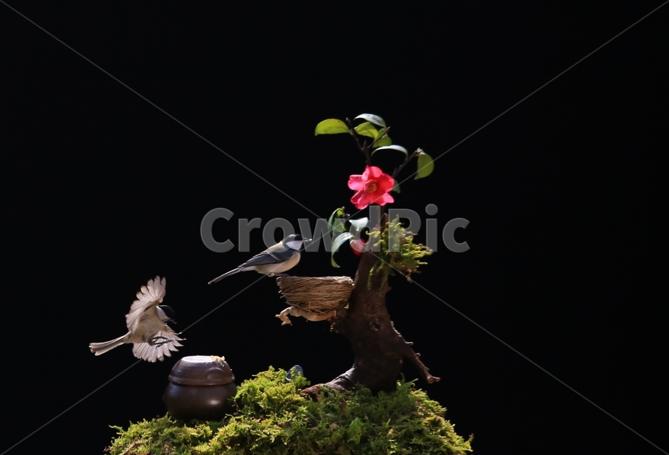 plant,식물,animal,동물,bird,새,새집,동박새,이끼,항아리,동백,동백꽃,식물,자연,plants,nature,꽃,flower,동물,animal,조류,새,birds