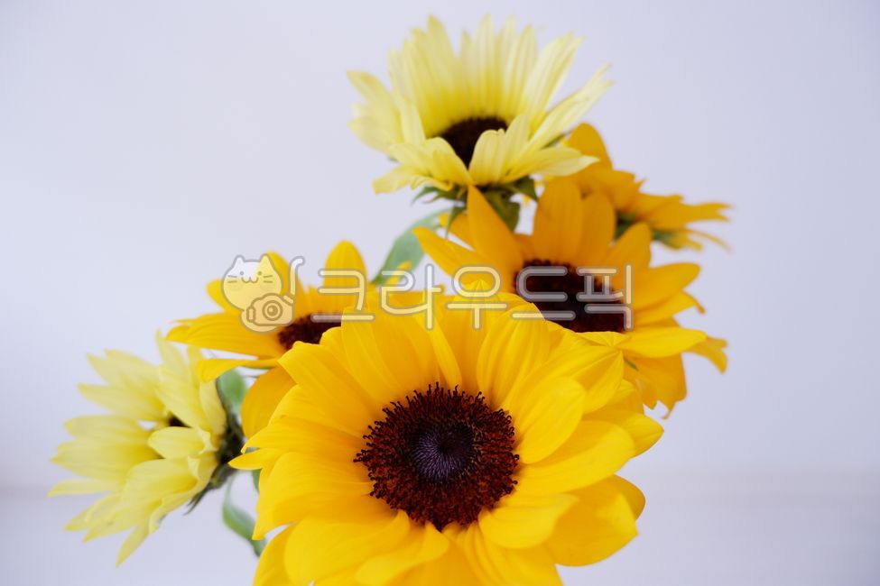 해바라기,해바라기꽃,꽃,식물,꽃꽃이,실내,꽃병,꽃다발,노랑색,plant,blossom,flower