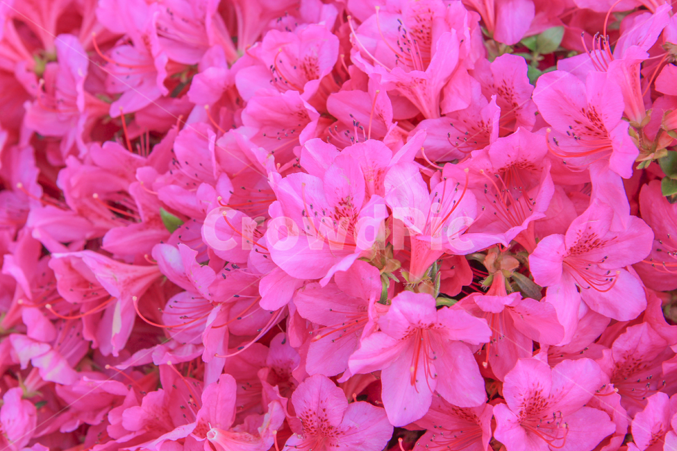 진달래,꽃,진달래축제,분홍,핑크,색깔,색감,자연,식물,봄,계절,azalea,flower,pink,color,nature,plants