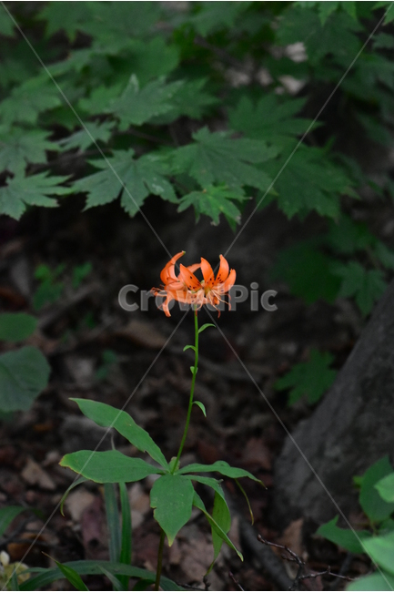 말나리,야생화,식물,자연,꽃,생태,힐링,플라워,wildflower,flower,plants,nature,season,감성,느낌,emotion,feeling,여름,여러해살이풀,산형과,백합과,백합속,주황색,식물,자연,plants,nature,꽃,flower