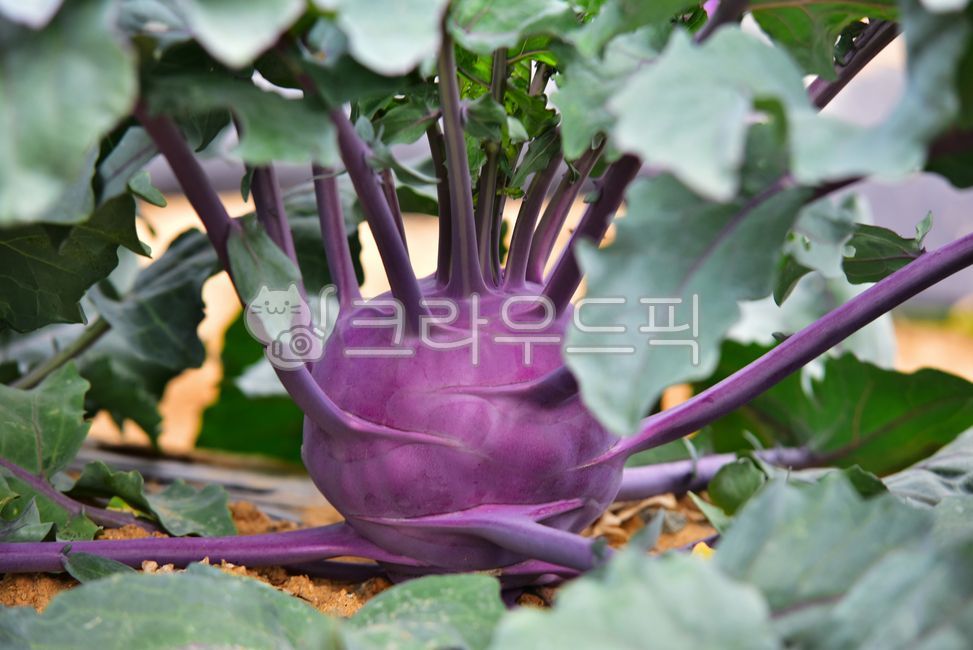 콜라비,자색콜라비,보라콜라비,야채,보라,보라색,줄기,샐러드,코라비잎,잎,쟈색,비타민,식재료,채소,콜라비밭,밭농사,농사,농산물,농작물,오브젝트,음식,음식재료,재료,식품,식품재료,신선한,건강,건강식,웰빙,다이어트,식이섬유,식물,kohlrabi,vegetable,food,foodreserves,purple