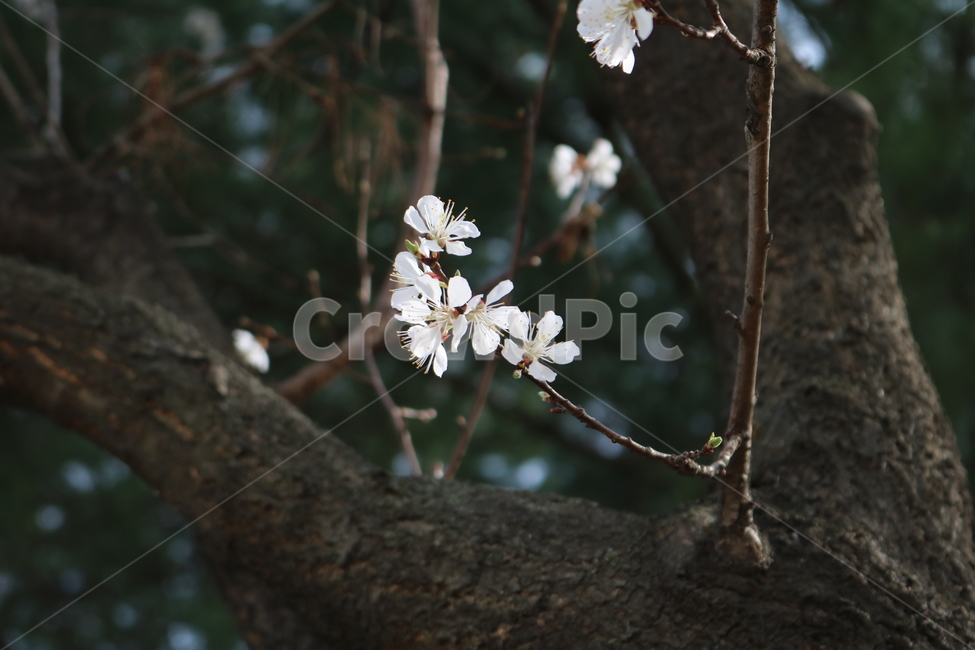 plant,식물,flower,꽃,꽃잎,blossom