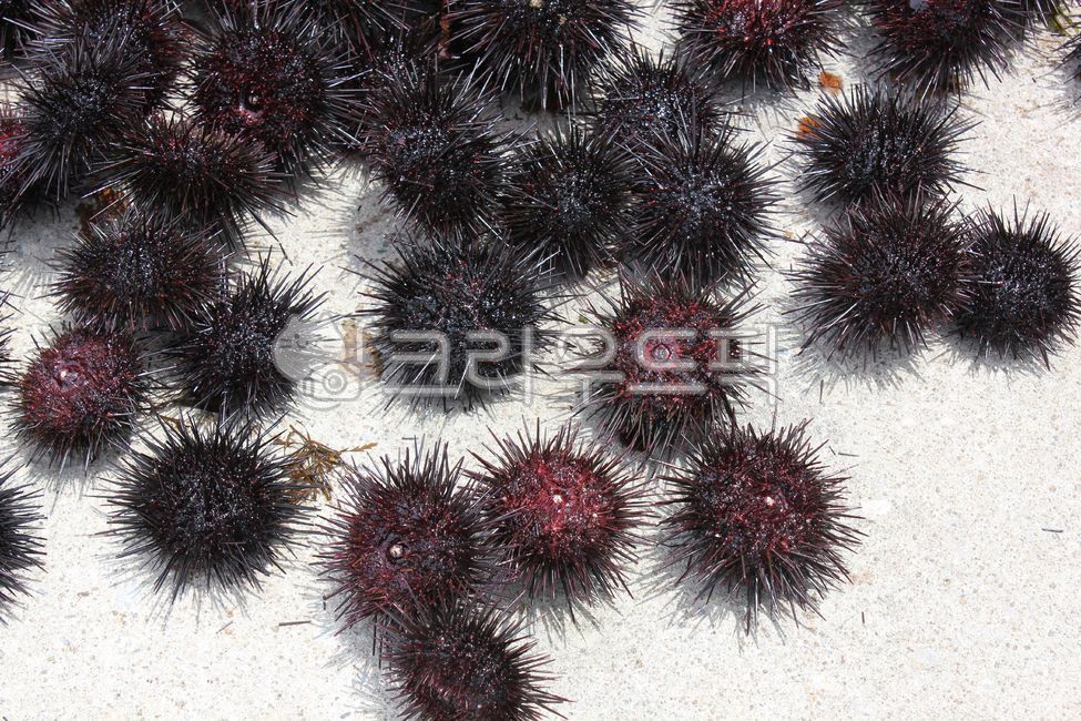 성게, seaurchin, 해양생물, invertebrate, 무척추동물, 사진,이미지,일러스트,캘리그라피 - 쌀국쮸작가